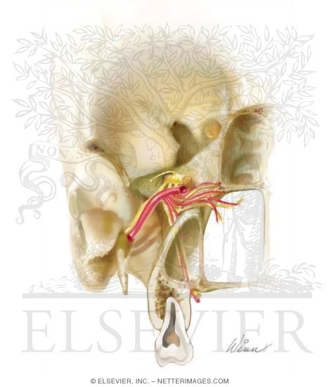 Watermarked preview of unlabeled image: Vascular Supply of the Pterygopalatine Fossa