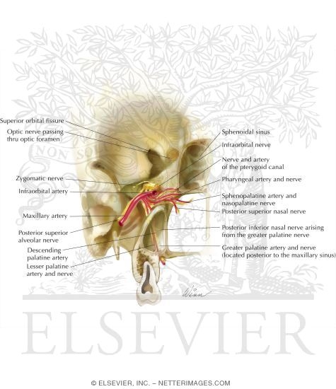 Watermarked preview of labeled image: Vascular Supply of the Pterygopalatine Fossa