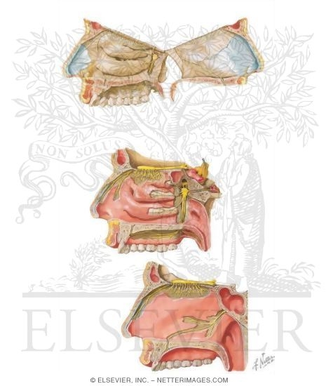 Contents of the Pterygopalatine Fossa