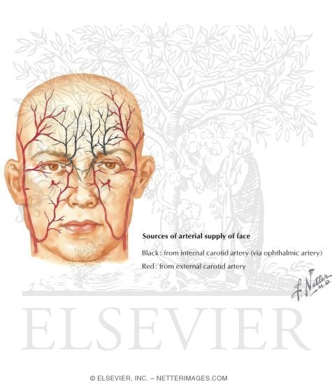Vascular Supply of the Nose