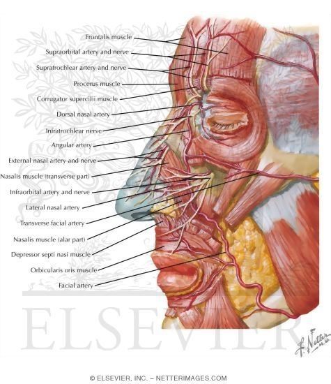 Watermarked preview of labeled image: Vascular Supply of the Nose