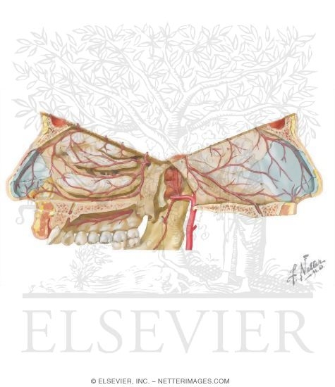 Vascular Supply of the Nose