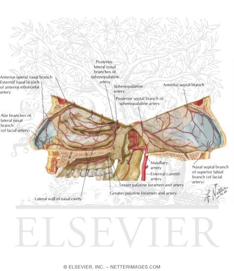 Watermarked preview of labeled image: Vascular Supply of the Nose