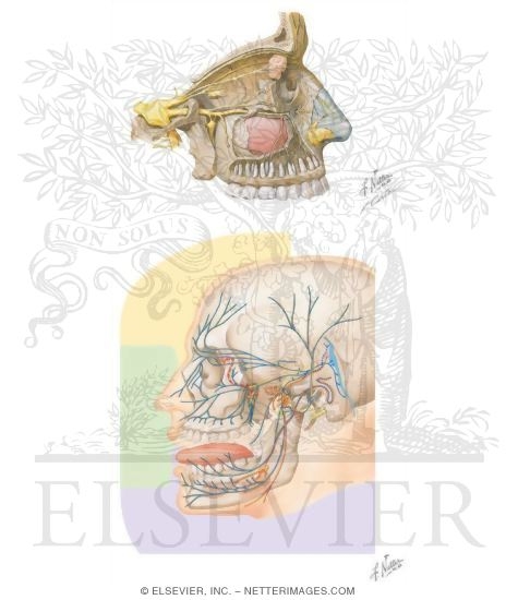 Watermarked preview of unlabeled image: Nerve Supply of the Nose