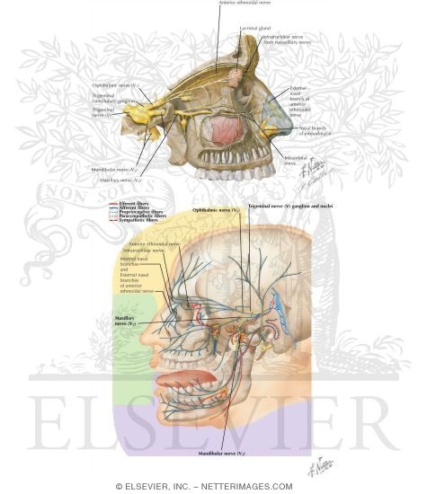 Watermarked preview of labeled image: Nerve Supply of the Nose