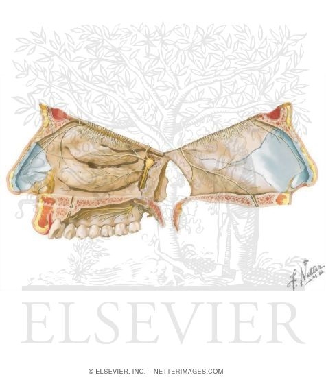 Nerve Supply of the Nose