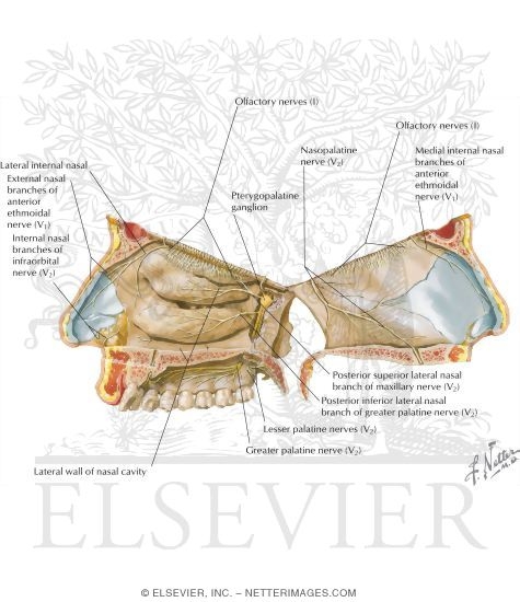 Nerve Supply of the Nose