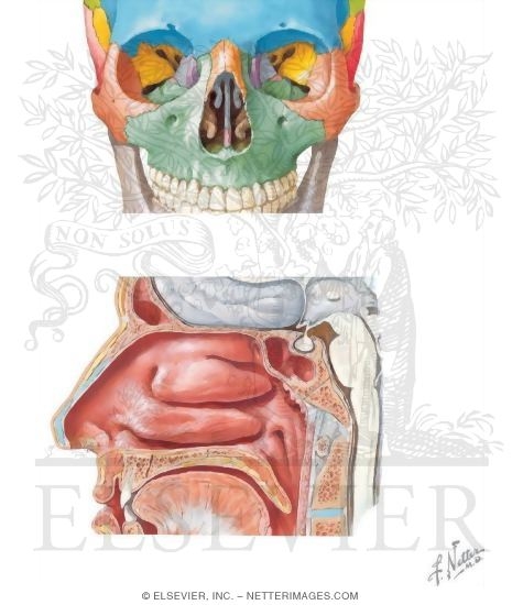 Anatomy of the Nasal Cavity