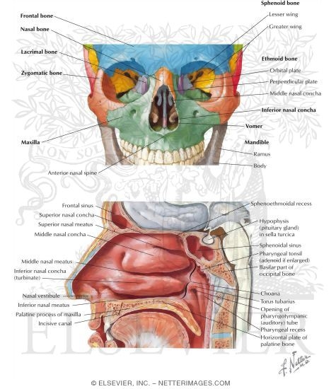 Anatomy of the Nasal Cavity