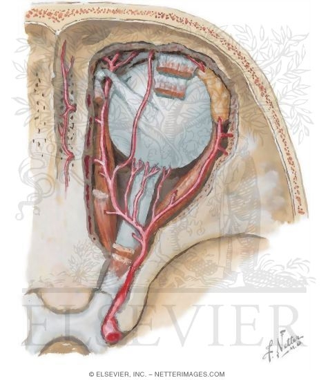 Watermarked preview of unlabeled image: Vascular Supply of the Nasal Cavity