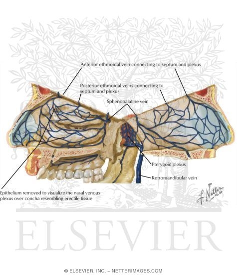 Watermarked preview of labeled image: Vascular Supply of the Nasal Cavity