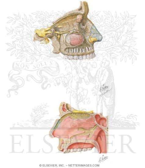 Nerve Supply of the Nasal Cavity