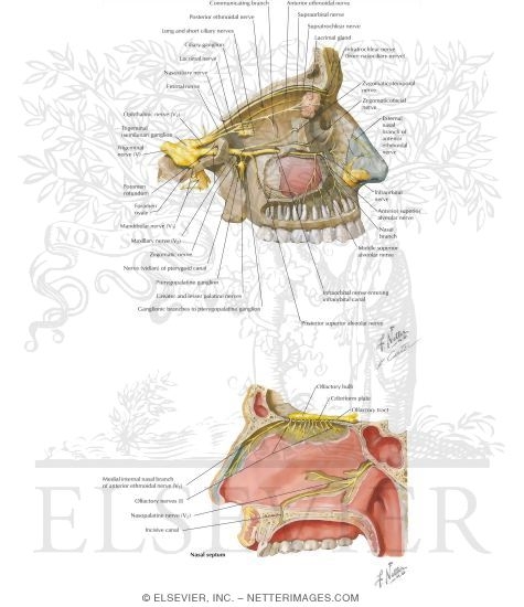 Nerve Supply of the Nasal Cavity