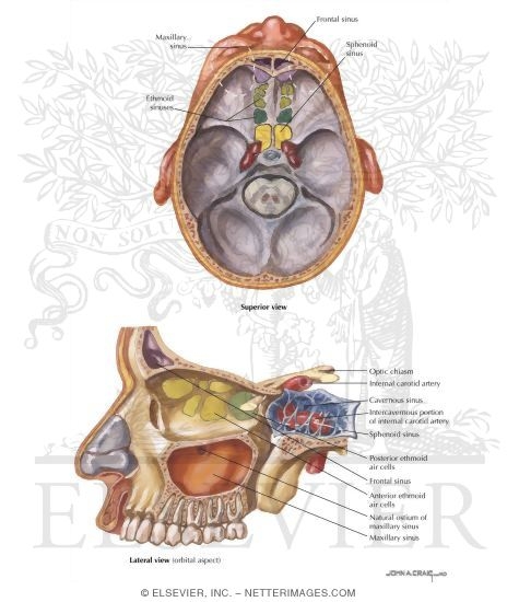 Overview and Topographic Anatomy of the Paranasal Sinuses