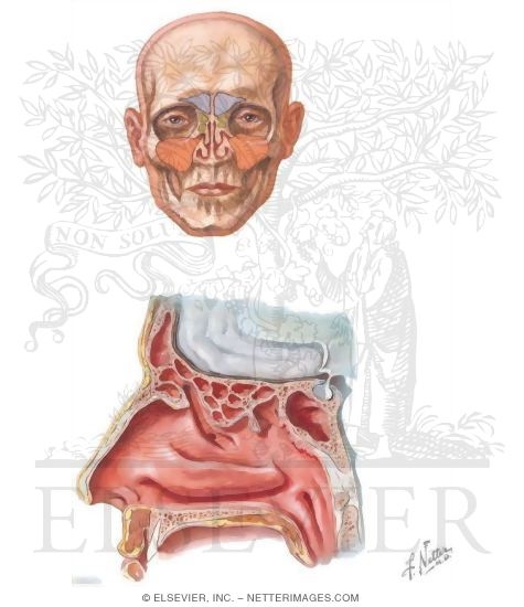 Frontal Sinus