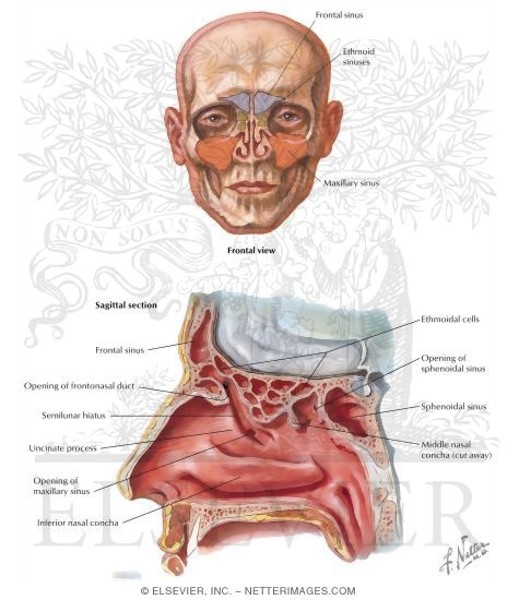Frontal Sinus Frontal sinus radiology and identification. frontal sinus