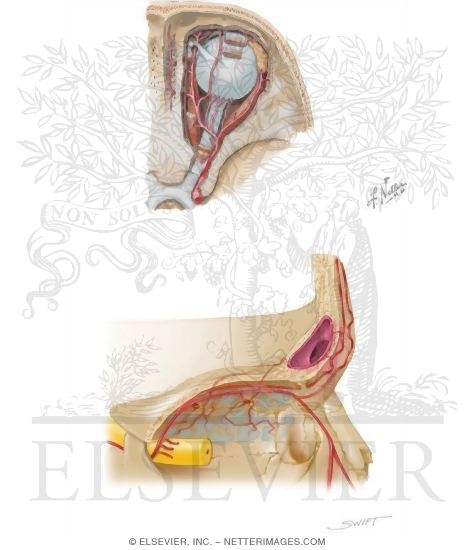 Frontal Sinus: Arterial Supply