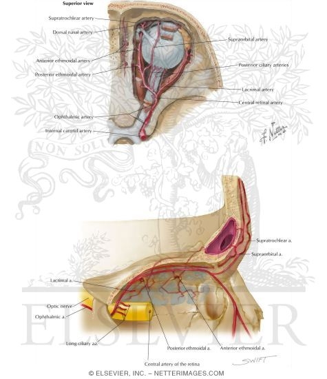 Watermarked preview of labeled image: Frontal Sinus: Arterial Supply