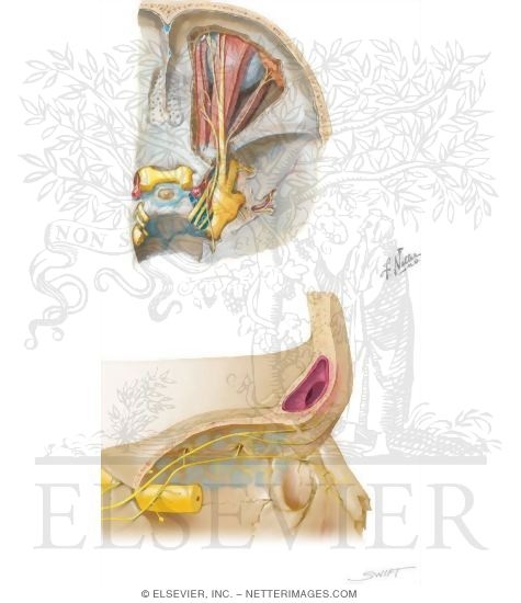 Frontal Sinus: Nerve Supply