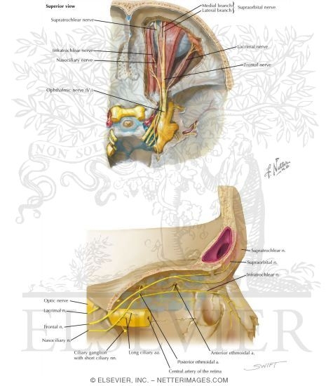 Frontal Sinus: Nerve Supply
