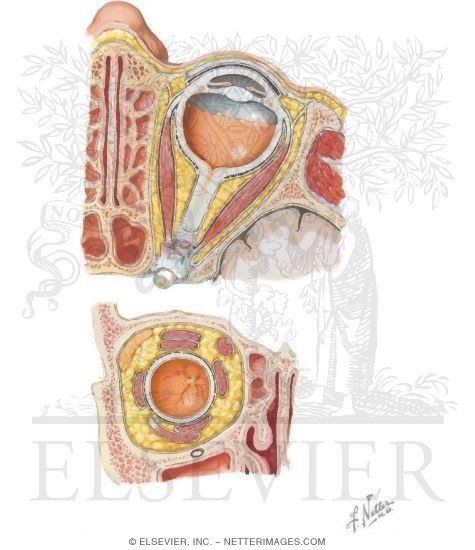 Ethmoid Sinus