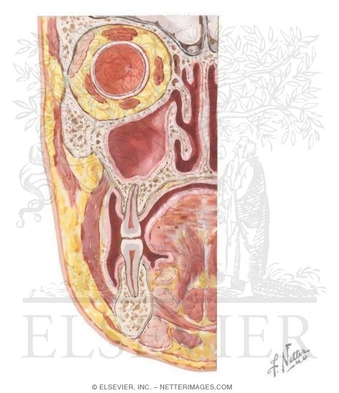 Maxillary Sinus