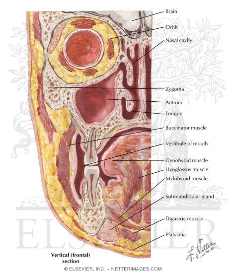 Maxillary Sinus
