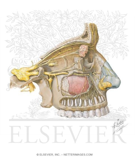 Maxillary Sinus: Nerve Supply