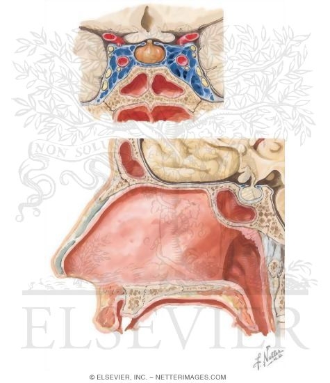 Sphenoid Sinus