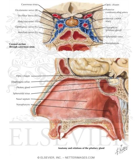 Sphenoid Sinus