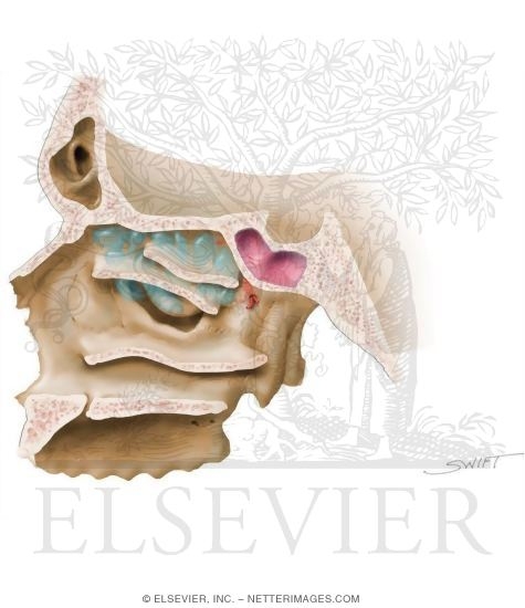 Watermarked preview of unlabeled image: Sphenoid Sinus: Arterial Supply