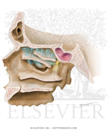 Watermarked preview of unlabeled image: Sphenoid Sinus: Nerve Supply