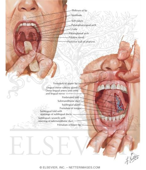 Overview and Topographical Anatomy of the Oral Cavity