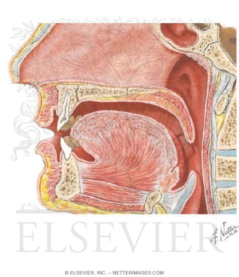 external anatomy of the