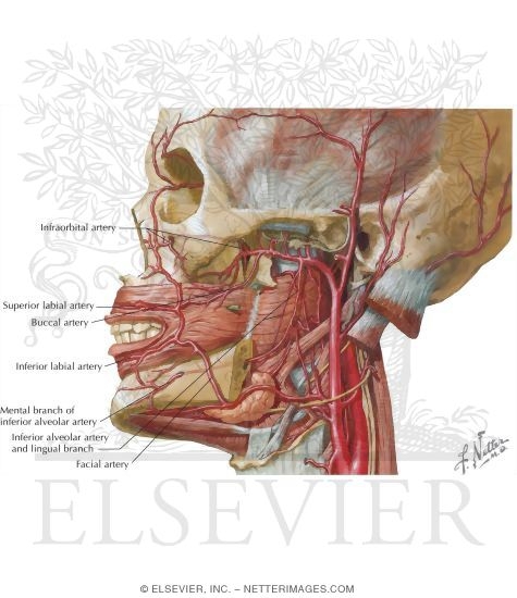 Vascular Supply of the Lips and Cheek