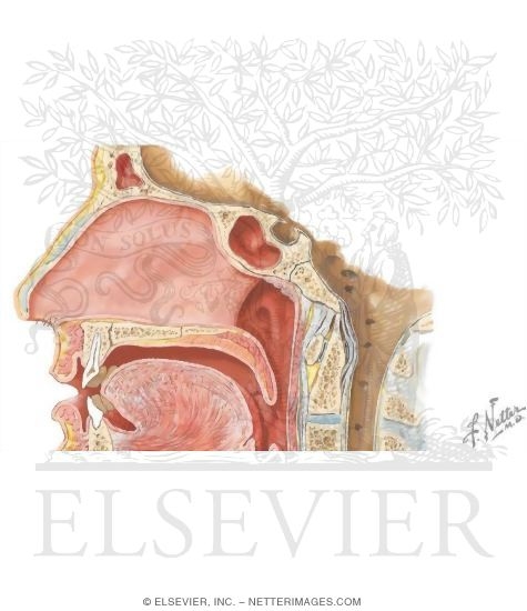 Watermarked preview of unlabeled image: Boundaries of the Oral Cavity