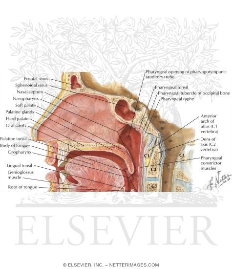 Boundaries of the Oral Cavity