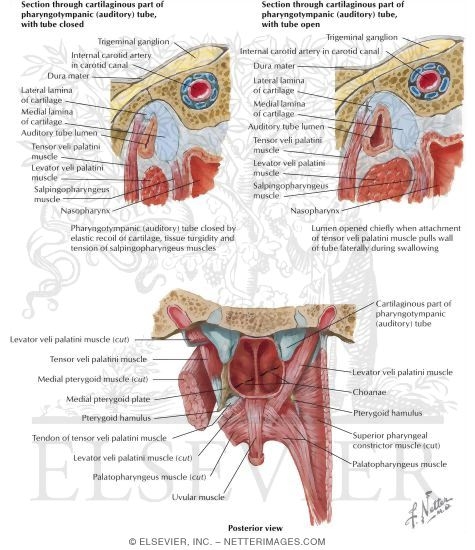 Boundaries of the Oral Cavity: Posterosuperior Border - Soft Palate