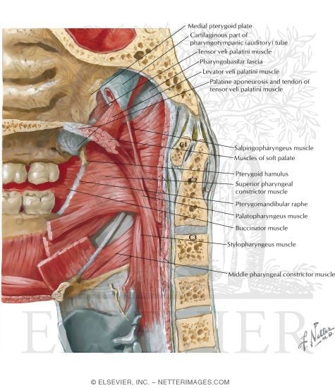 Boundaries of the Oral Cavity: Posterosuperior Border - Soft Palate