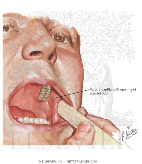 Boundaries of the Oral Cavity: Lateral Border - Cheek