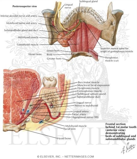 Boundaries of the Oral Cavity: Inferior Border - Floor of the Oral Cavity