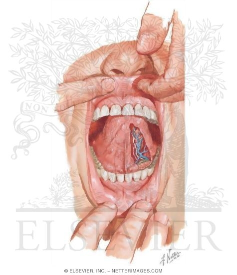 Inferior Border: Floor of the Oral Cavity