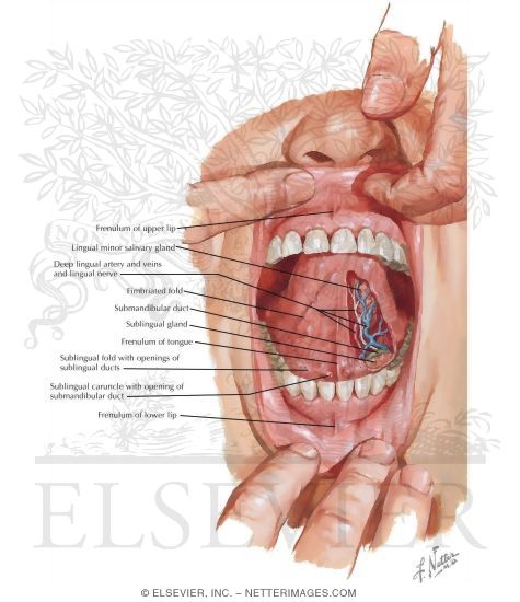 Inferior Border Floor Of The Oral Cavity