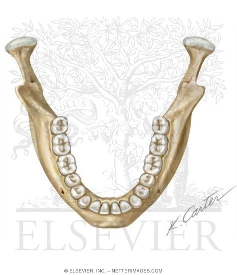 Lower Permanent Teeth