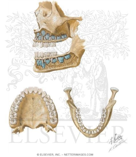 Teeth: Surfaces of a Tooth