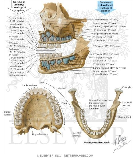 Teeth: Surfaces of a Tooth