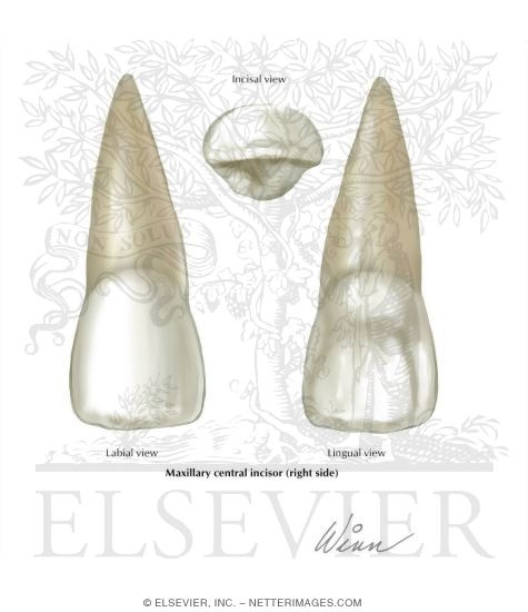 Maxillary Central Incisor (Right Side)