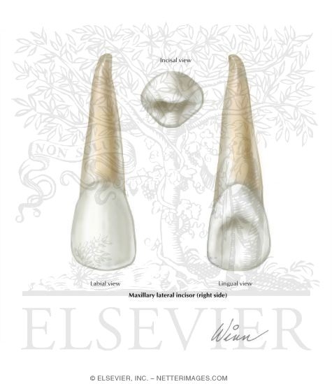 Maxillary Lateral Incisor (Right Side)