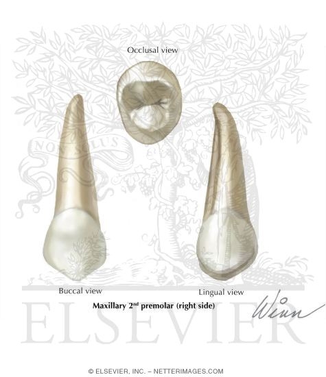 Types of Teeth: Maxillary 2nd Premolar (Right Side)