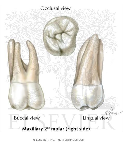 Maxillary 2nd Molar (Right Side)